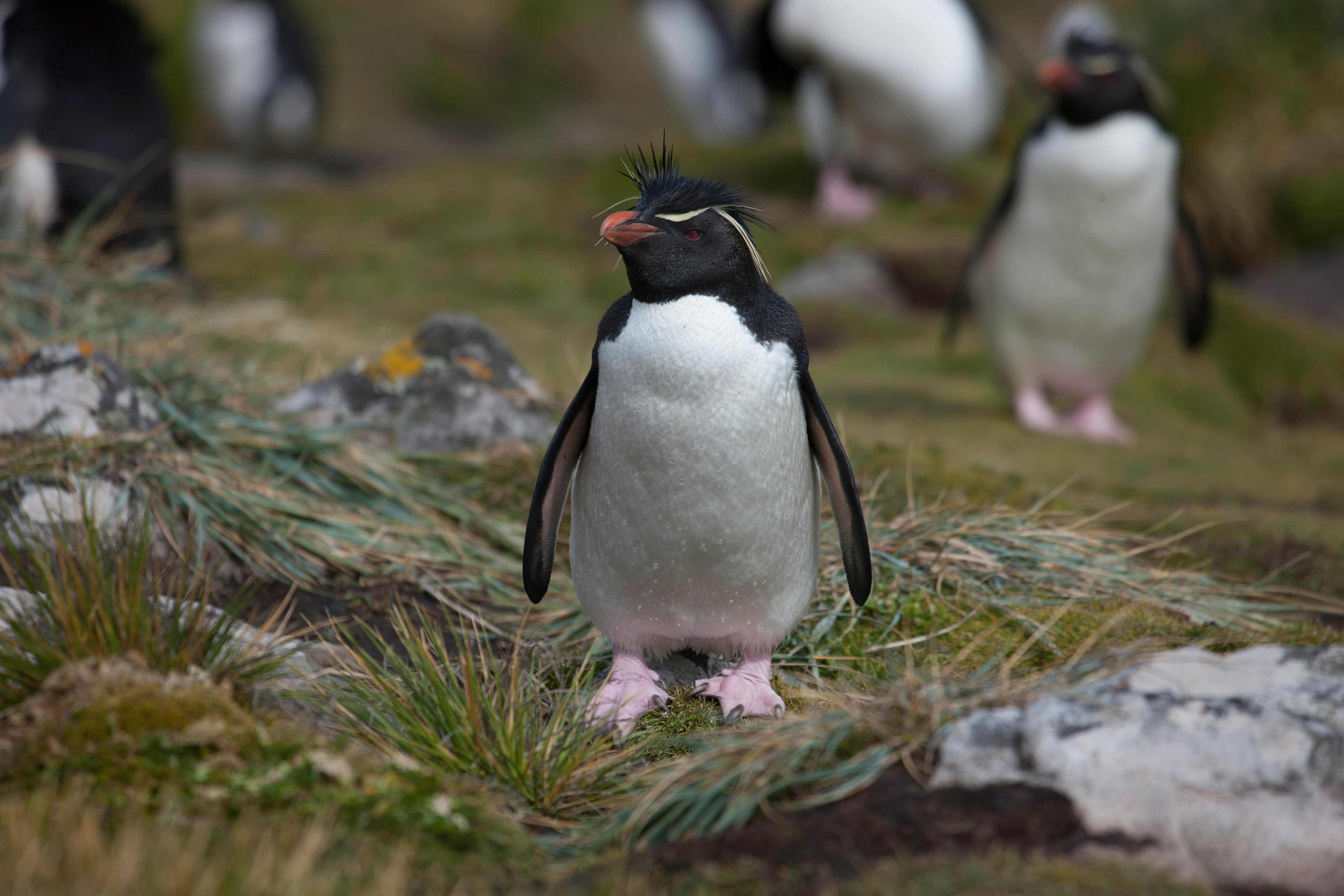 The Falkland Islands (Malvinas) hero image 0